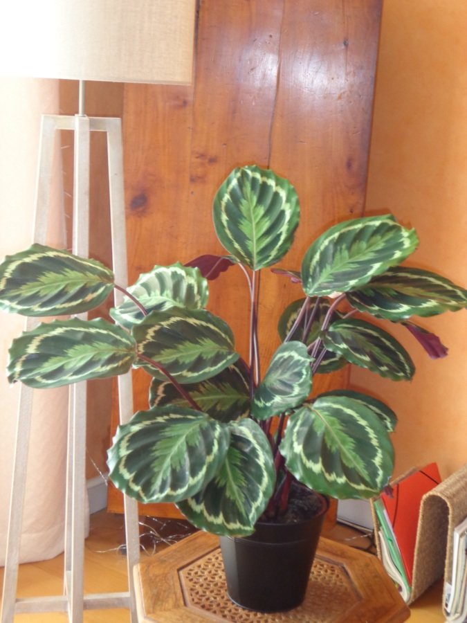 Calathea