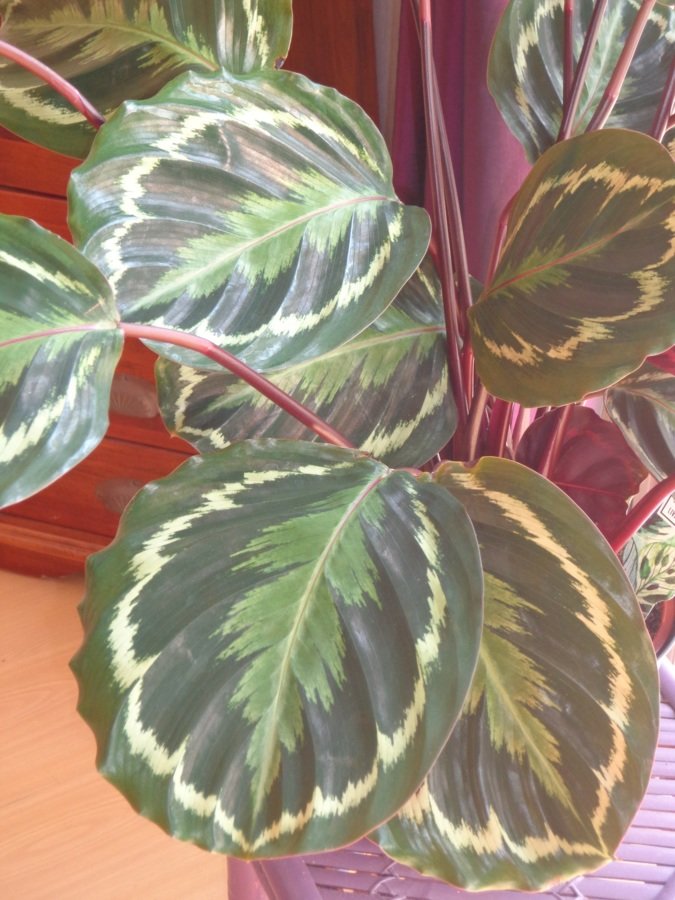 Calathea medaillon