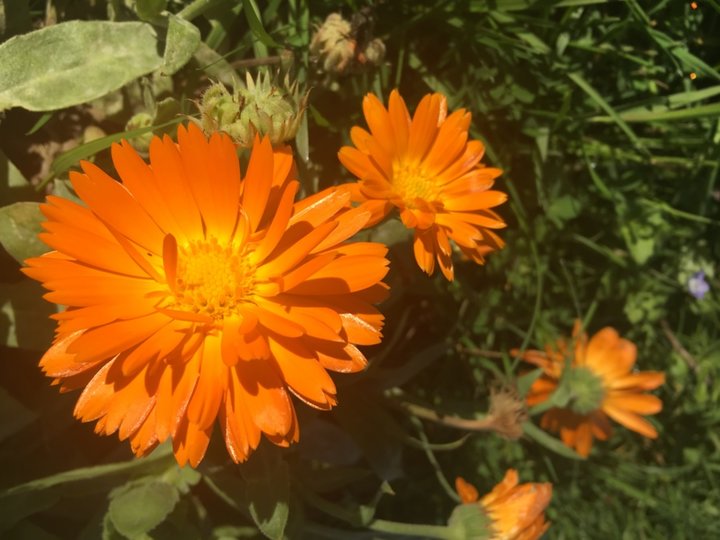 Calendula