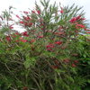 Callistemon