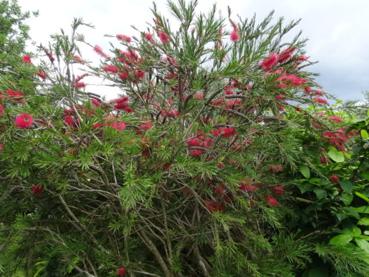 Callistemon