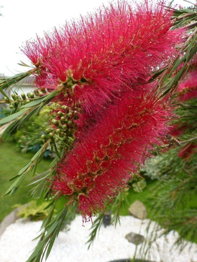 Callistemon