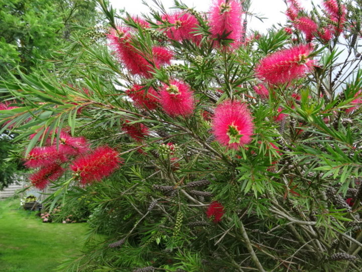 Callistemon