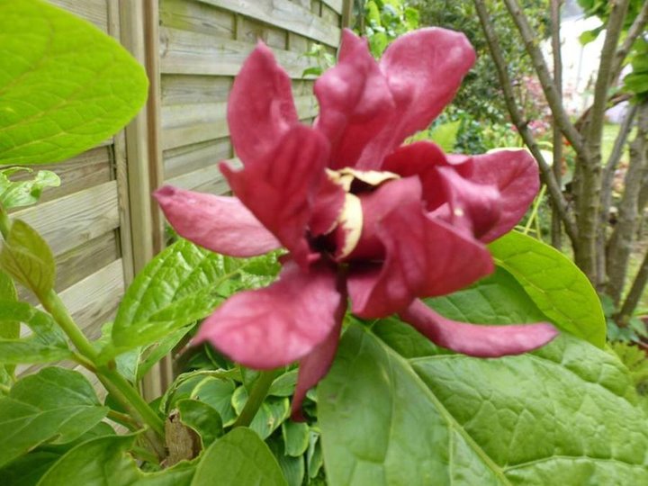 Calycanthus