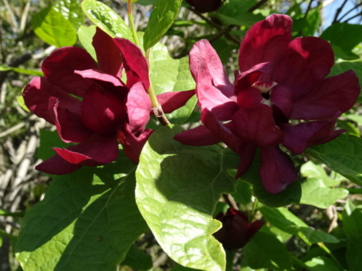 Calycanthus