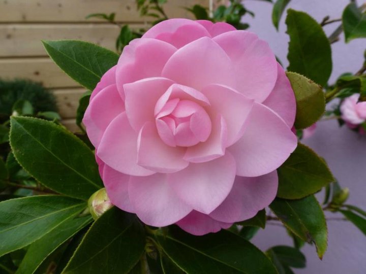 Camelia