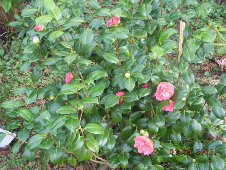 Camelia