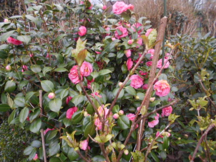 Camelia a fleurs rose dbles