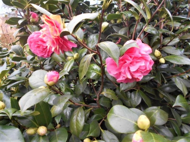 Camelia rose a fleurs doubles