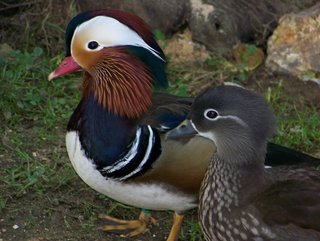 couple de mandarin