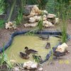 Animaux  et volaille de basse courpetits