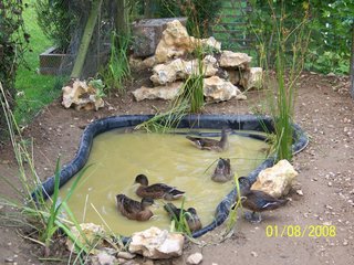 canard sur leur bassin prenant leur bain