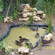 Animaux et volaille de basse courpetits