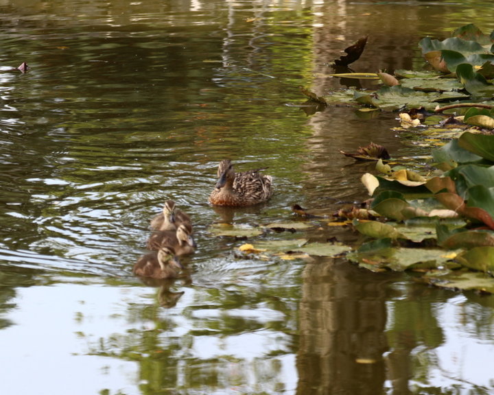 Cane colvert