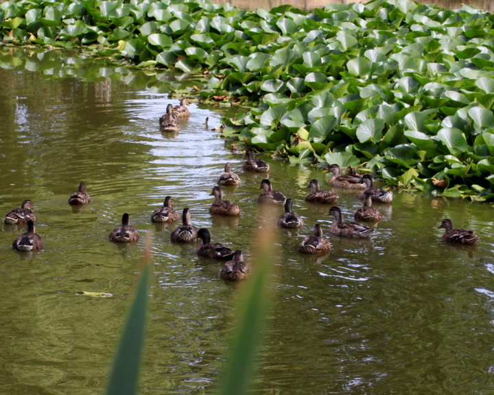 Cane colvert