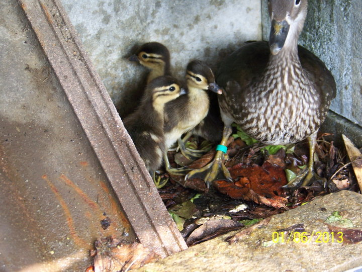 Canetons  mandarin