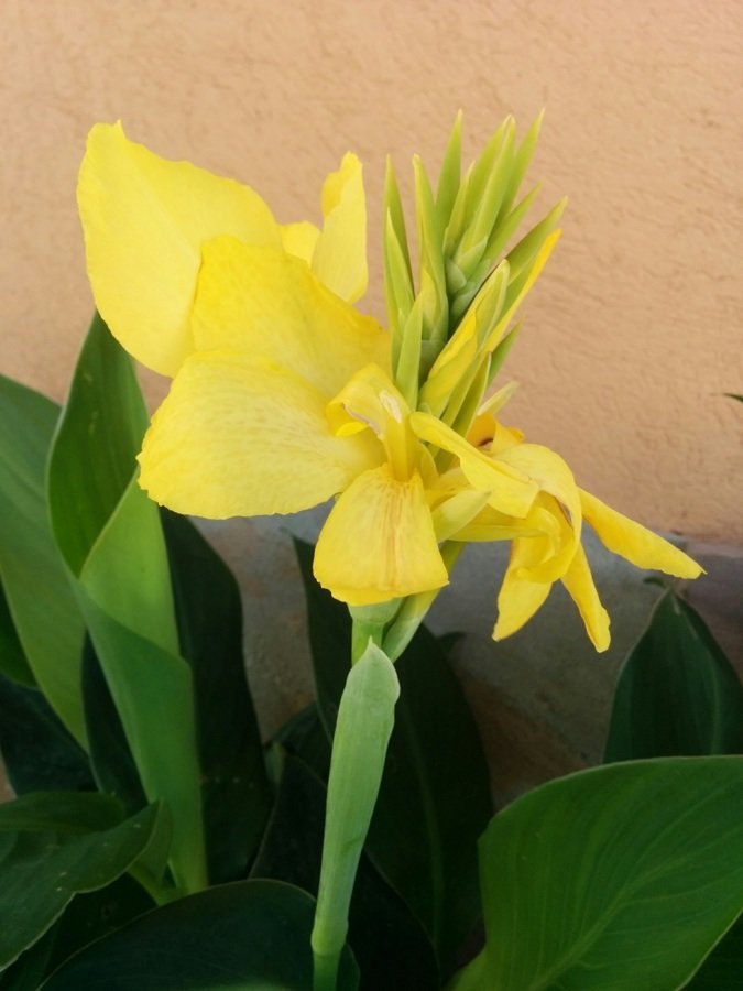 Canna jaune