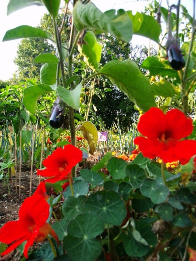 Capucines et bébés aubergines