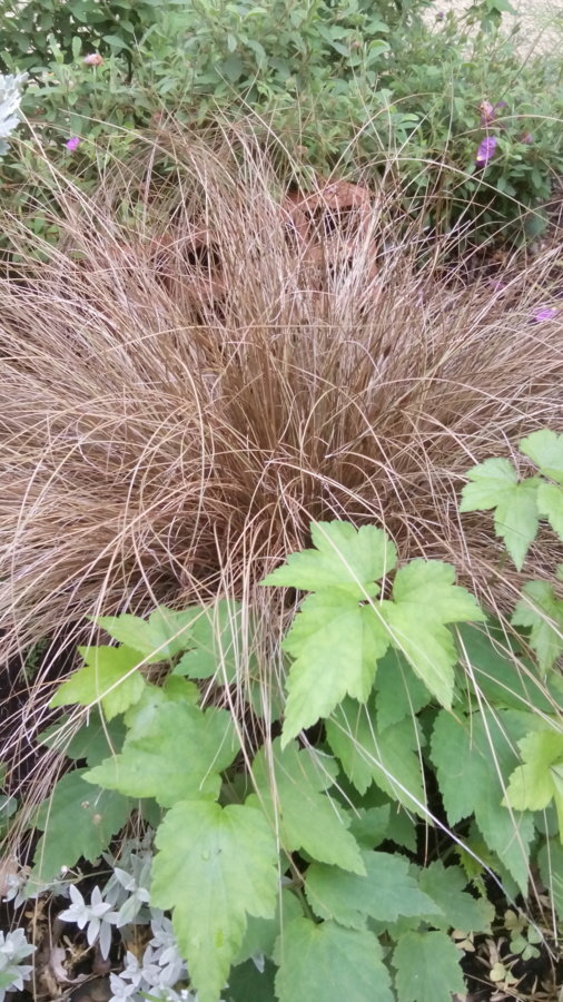 Carex et anémone du japon pas encore fleurie