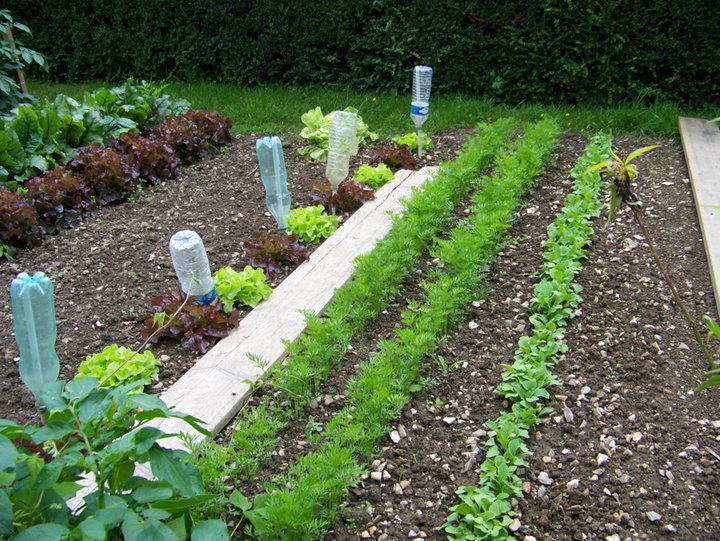 Carotte de colmar radis serise et salade 