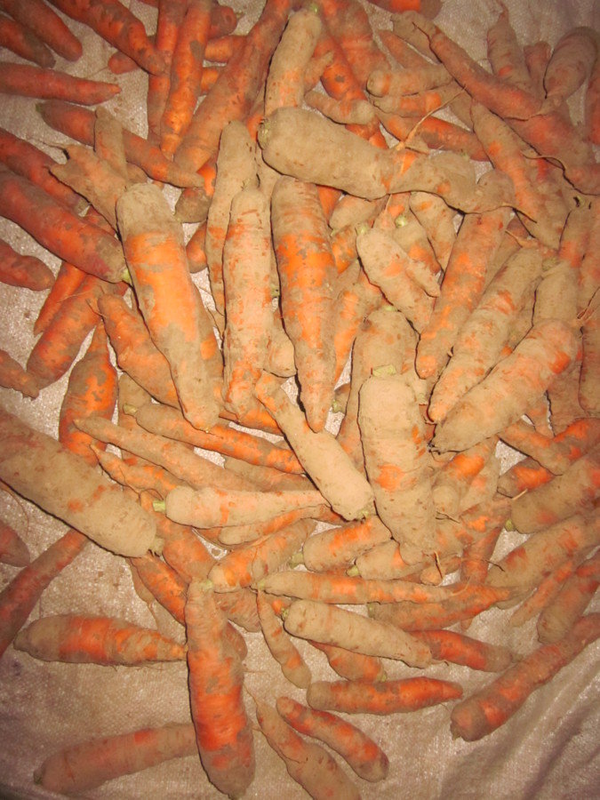 Carottes