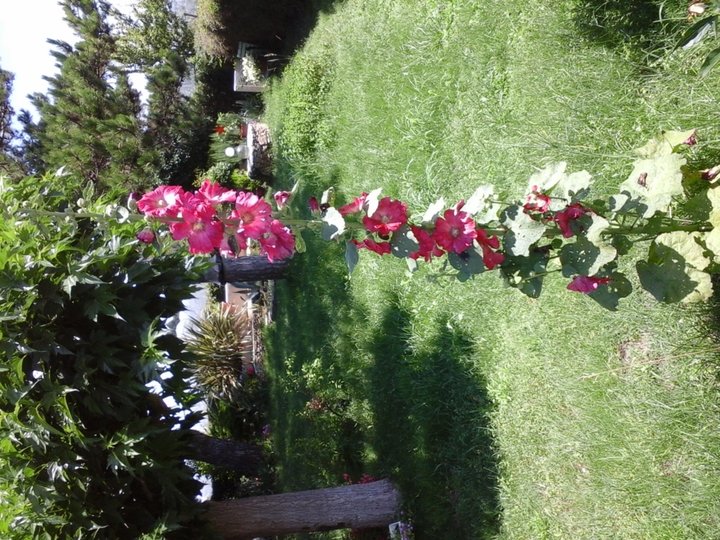 Ce matin malgres l'orage terrible d'hier soir elle s'est tenue bien droite ! elle est jolie cette rose tremière n'est-ce pas ?