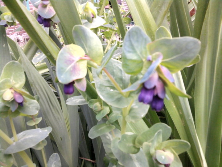 Cerinthe