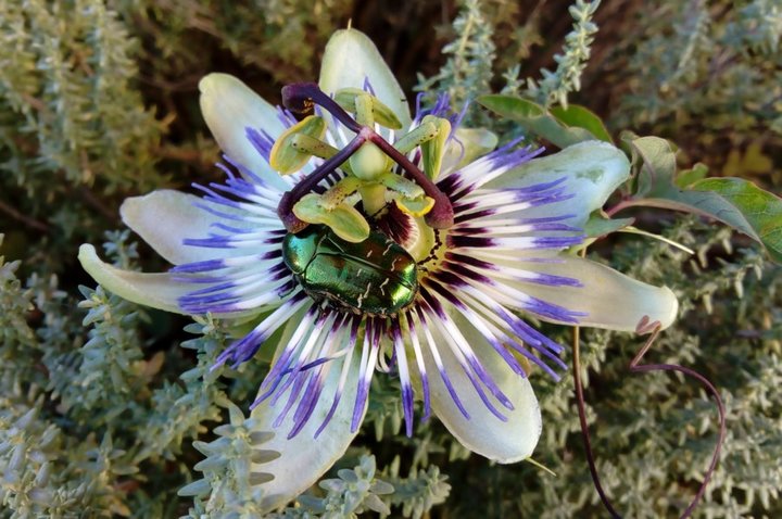 Cétoine au travail...sur une fleur de passiflore.