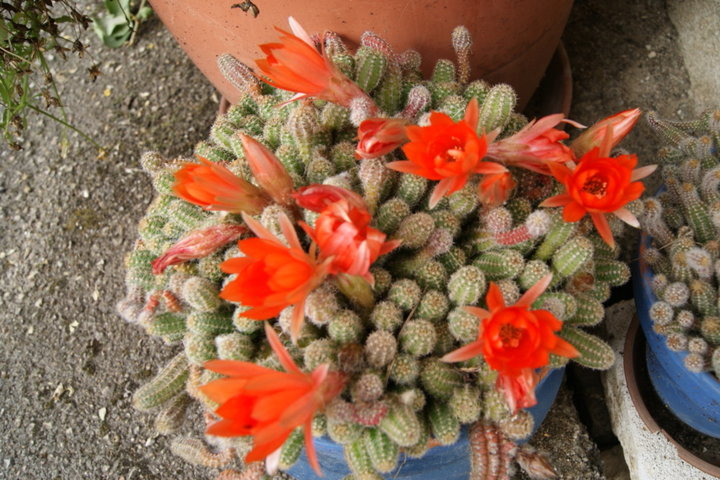 Chamaecereus silvestri