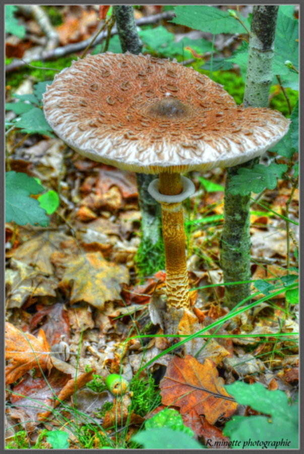 Champignon d'automne 