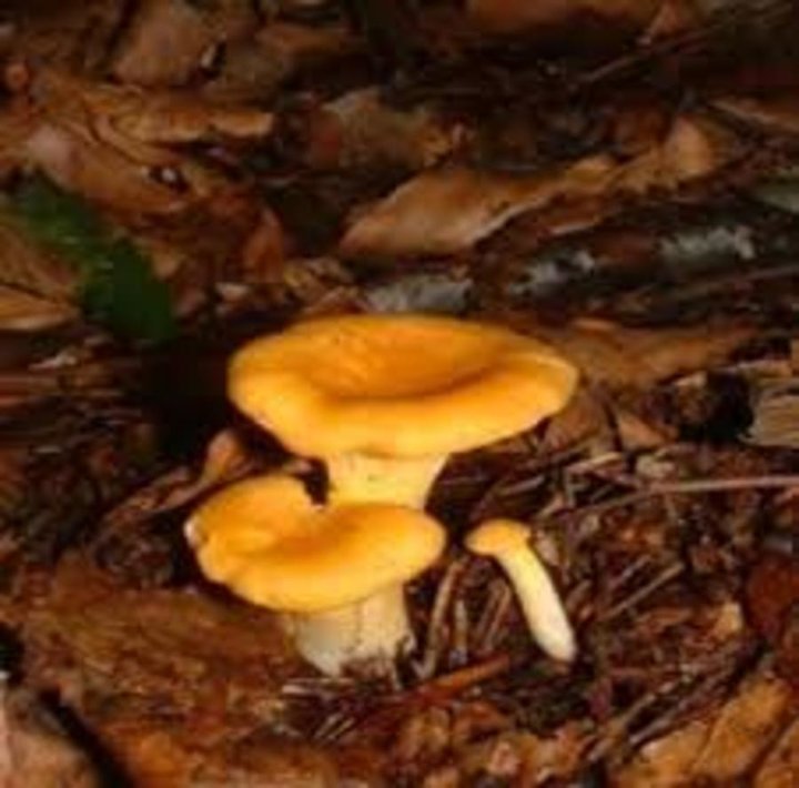 Chanterelles...