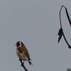 Visite des oiseaux du ciel..