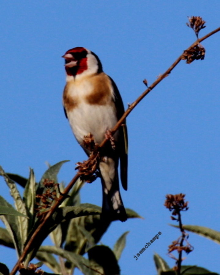 Chardonneret élégant