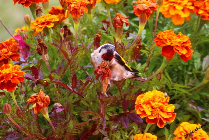 Chardonneret élégant