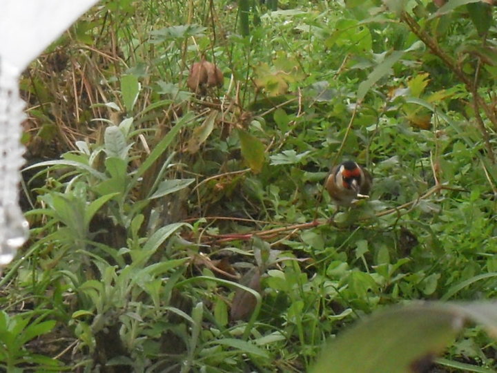 Chardonneret grapillant des graines au sol