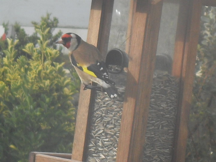 Chardonneret visitant une mangeoire 