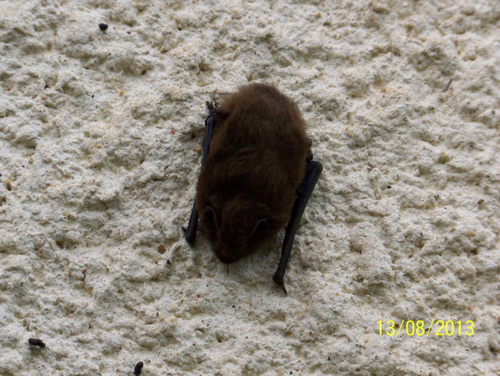 Chauve_souris