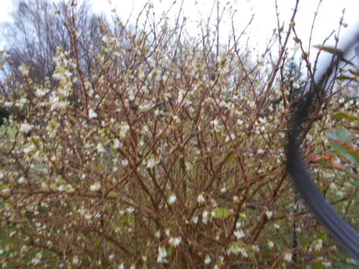 Chevrefeuille d'hiver