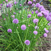 Potager de Jardinier-amateur en mai 2013
