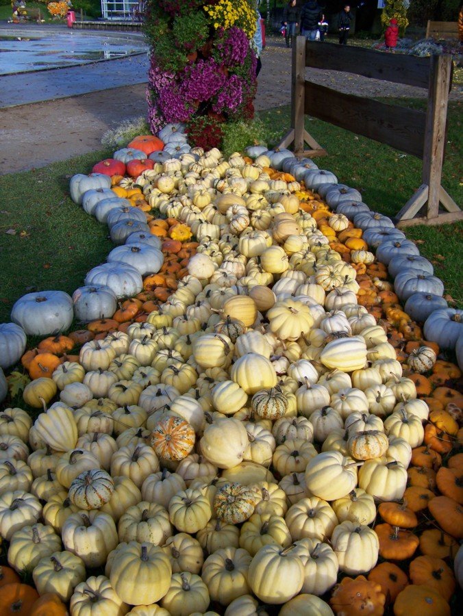 Citrouilles ... coloquintes ...