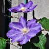 FLEURS du mois de JUIN
