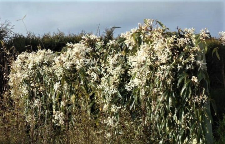 Clematite armandi