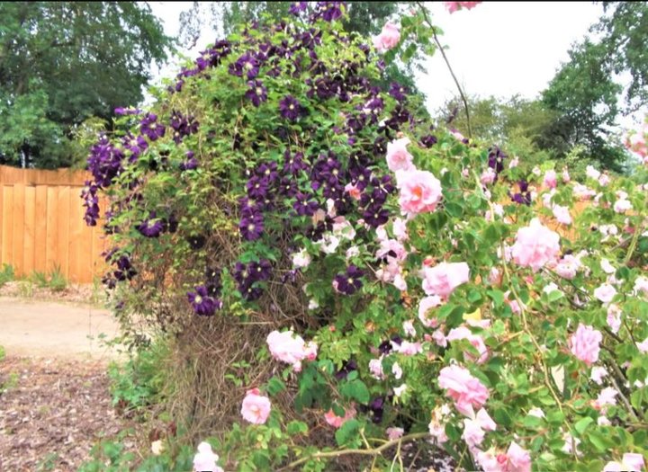 Clématite et roses thé