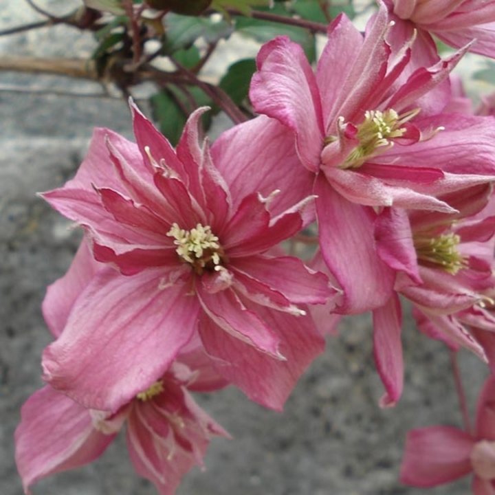 Clematite_montana