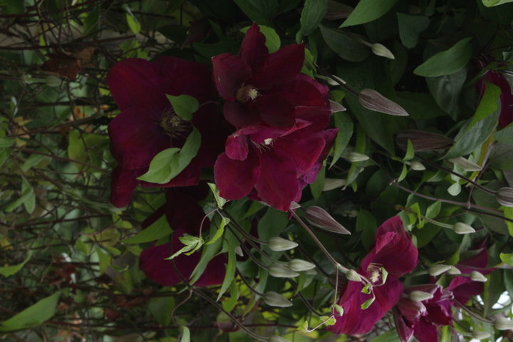 Clematite visoflora violette