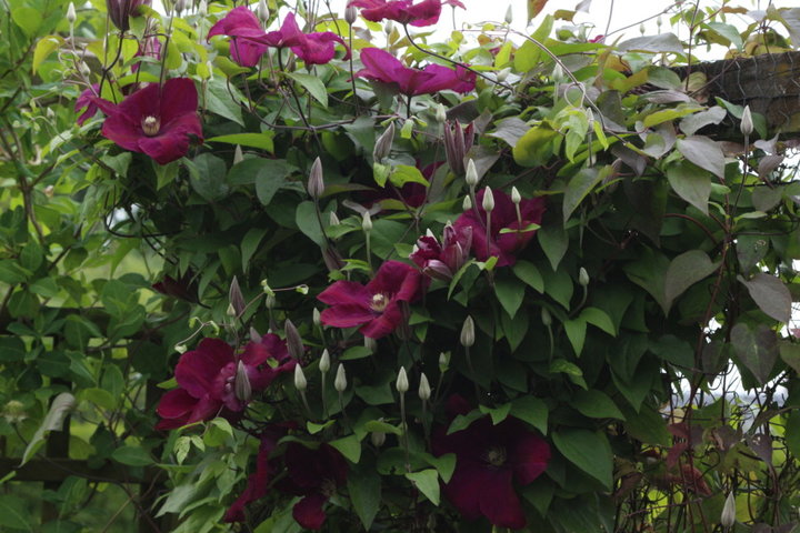 Clematite visoflora violette