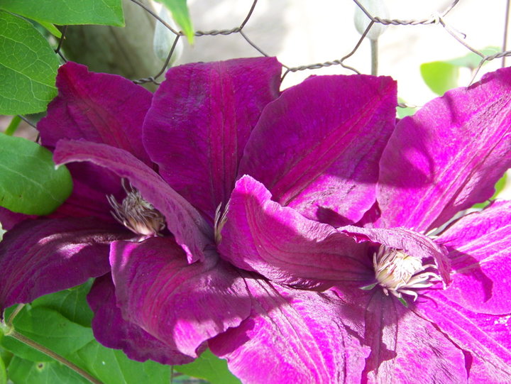 Clématite-visoflora-violette