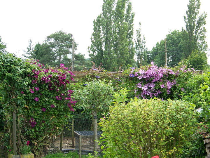 Clematites