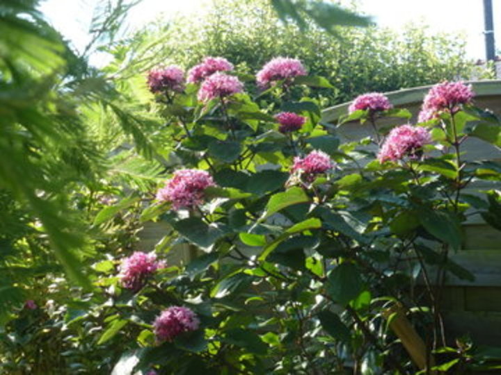 Clerodendron