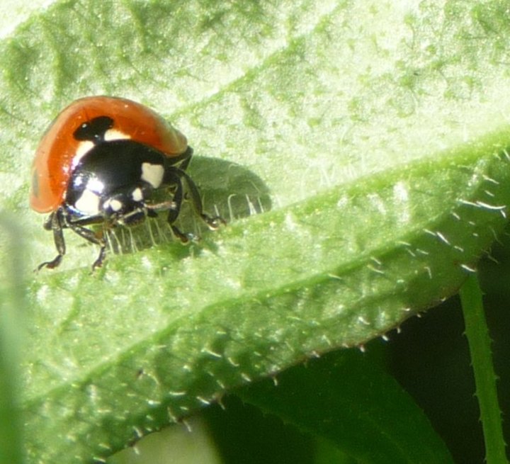 Coccinelle